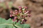 Clasping milkweed